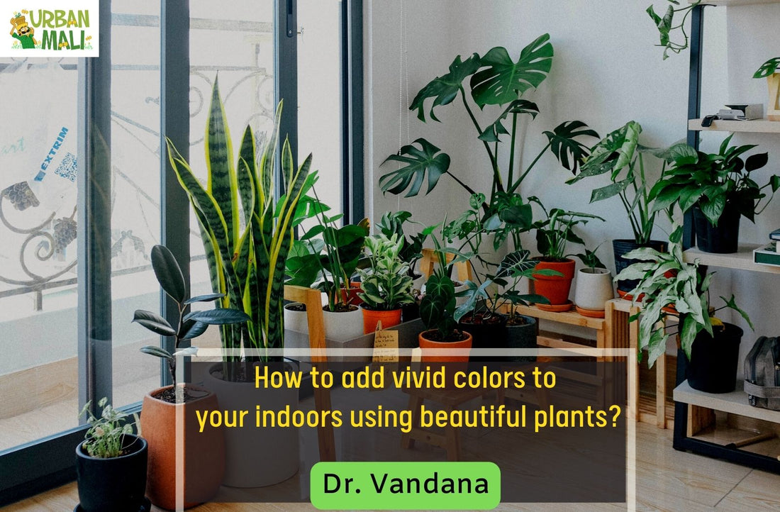 How to add vivid colors to your indoors using beautiful plants?