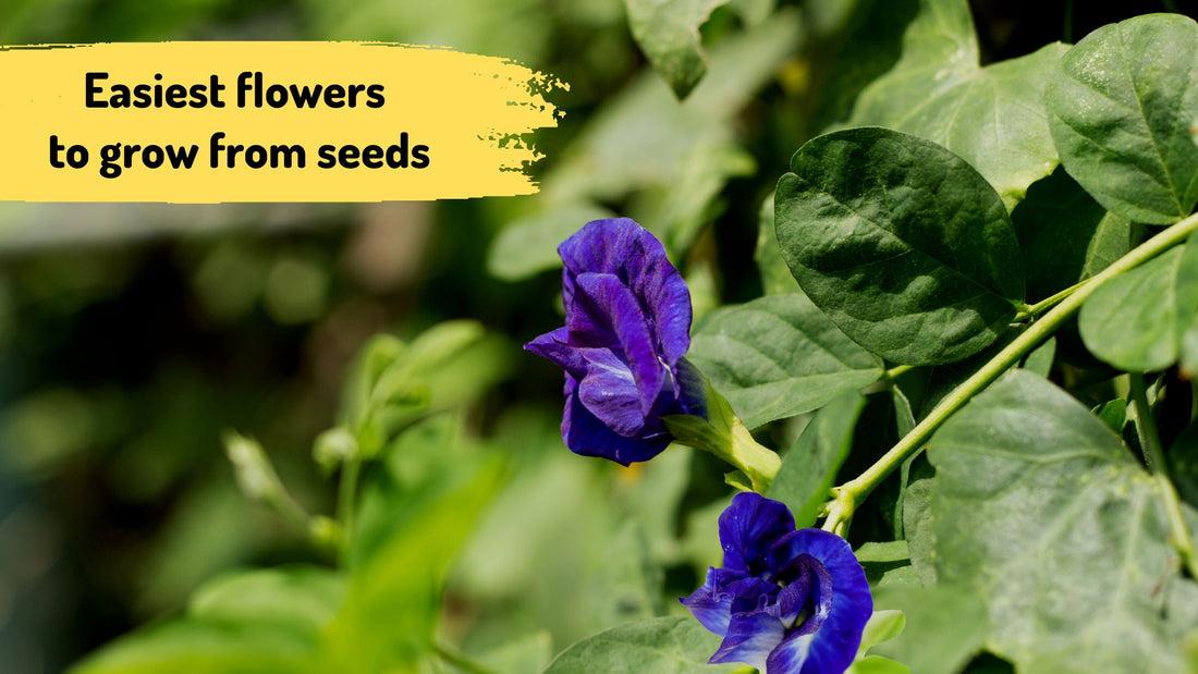 What a the easiest flowers to grow from seeds?