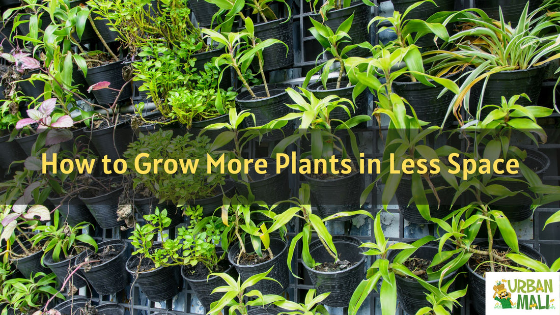 How to Grow More Plants in Less Space