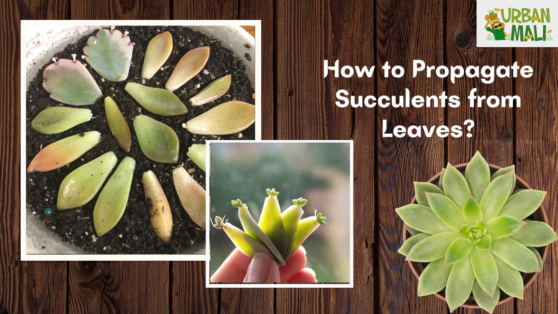 How to Propagate Succulents from Leaves?