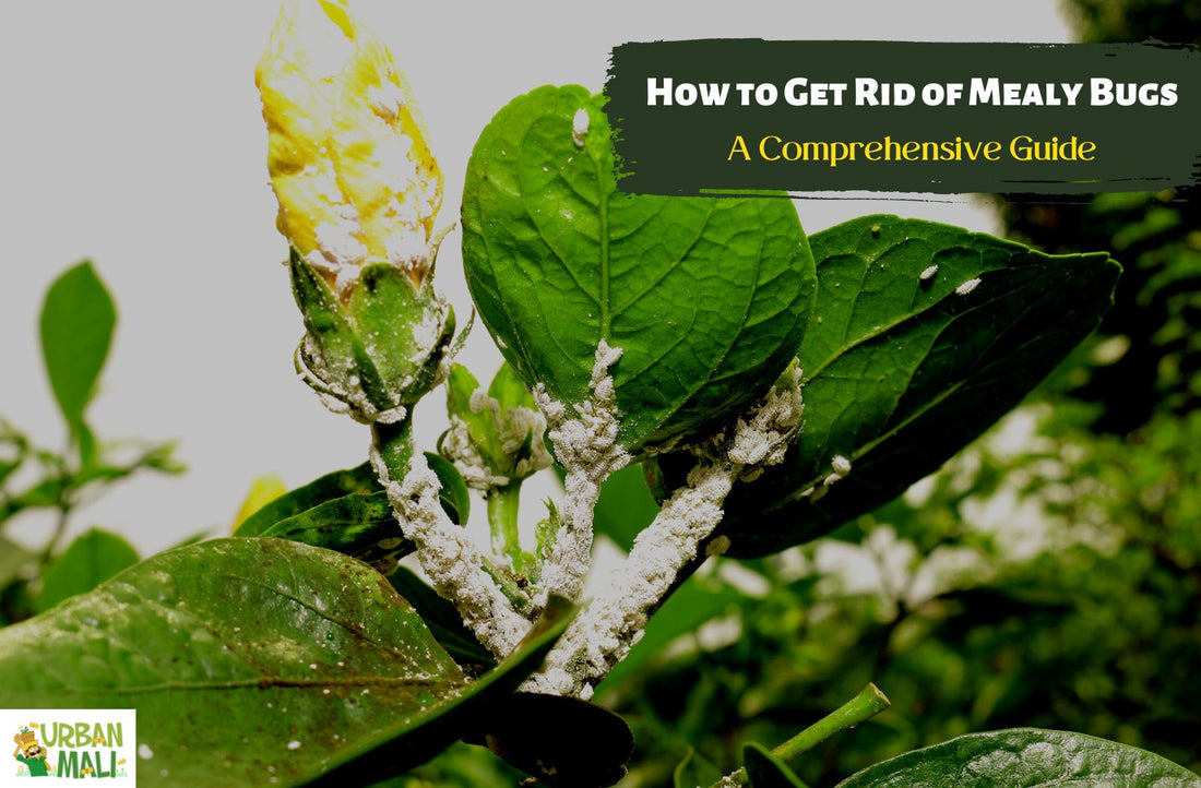 How to Get Rid of Mealy Bugs: A Comprehensive Guide