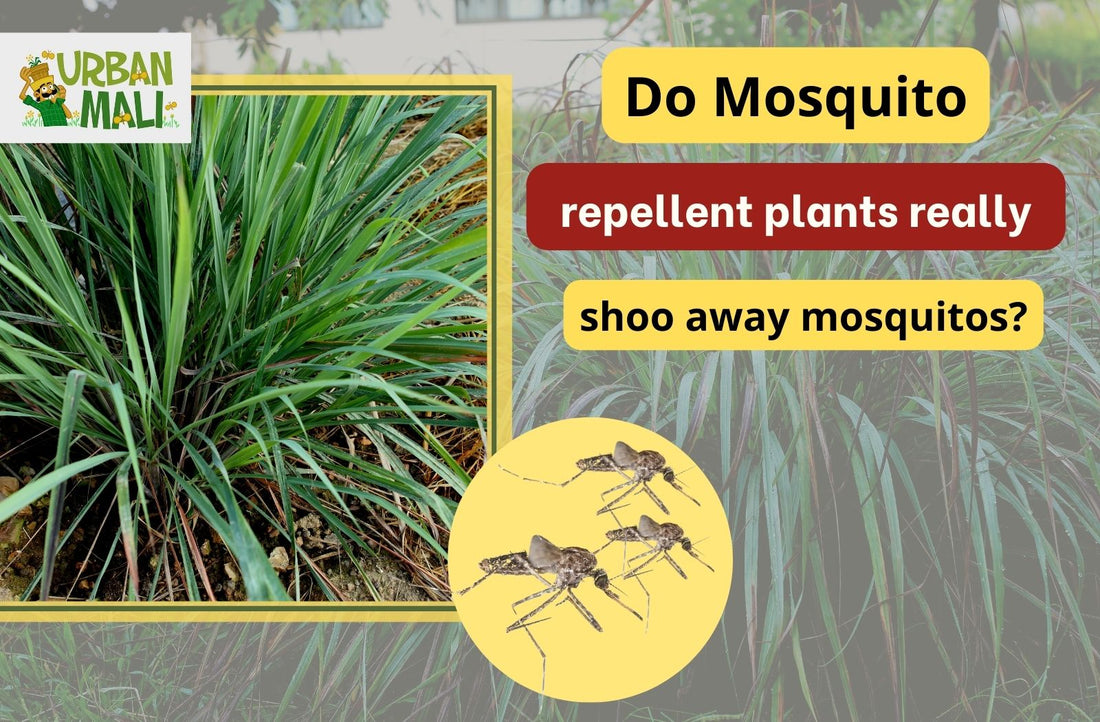 Do Mosquito repellent plants really shoo away mosquitos?