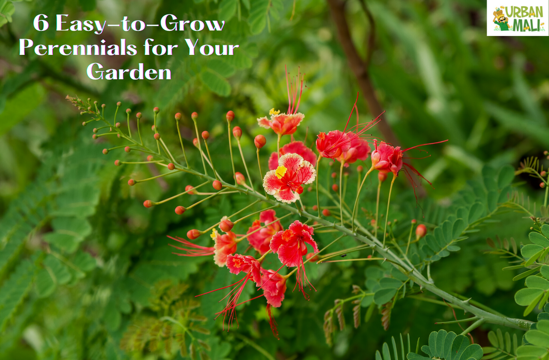 6 Easy-to-Grow Perennials for Your Garden
