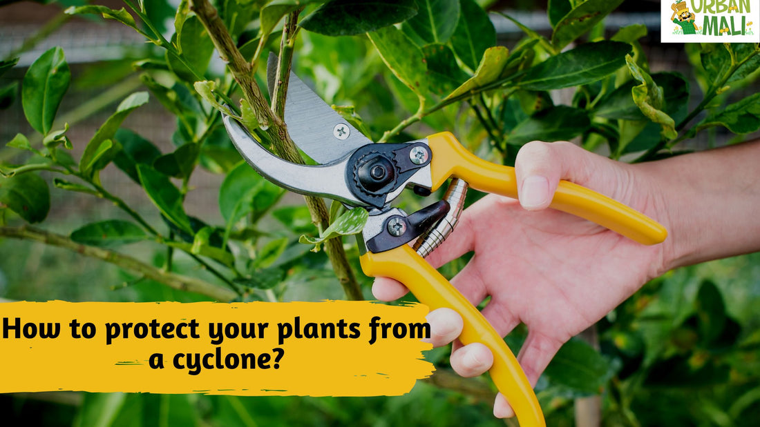 How to protect your plants from a cyclone?