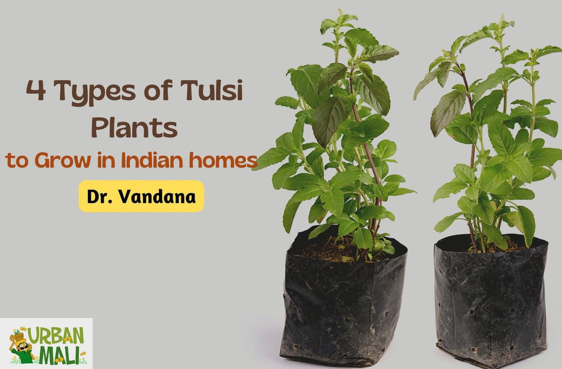 4 Types of Tulsi Plants to Grow in Indian homes