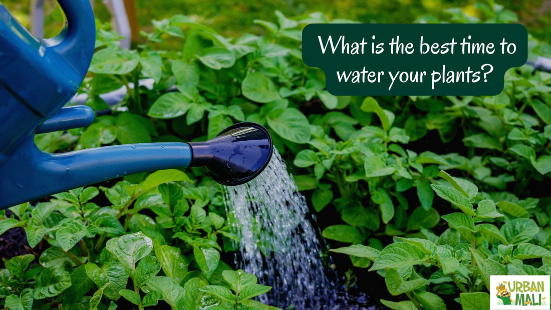 What is the best time to water your plants?