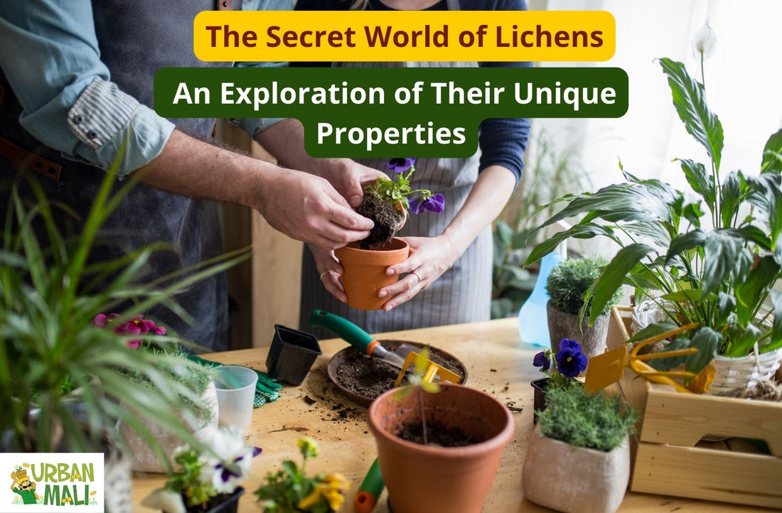 The Secret World of Lichens: An Exploration of Their Unique Properties