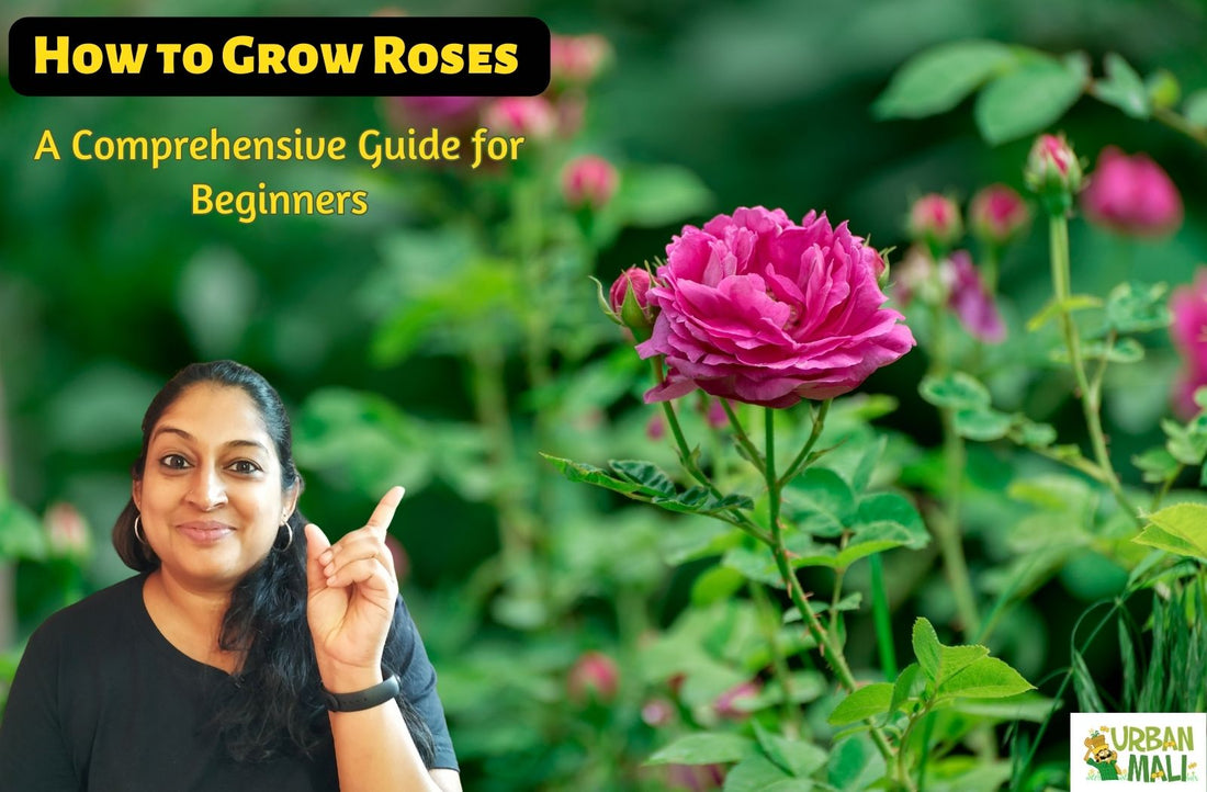 How to Grow Roses: A Comprehensive Guide for Beginners