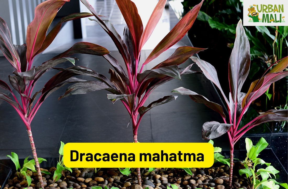 Dracaena mahatma plant