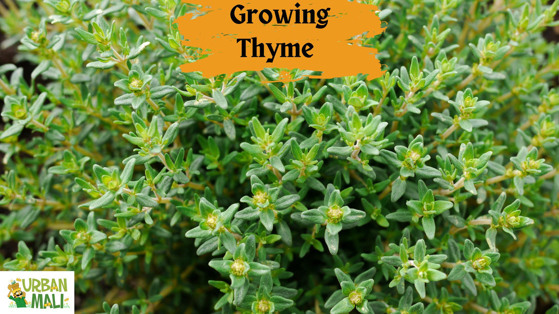 Growing Thyme in Pots