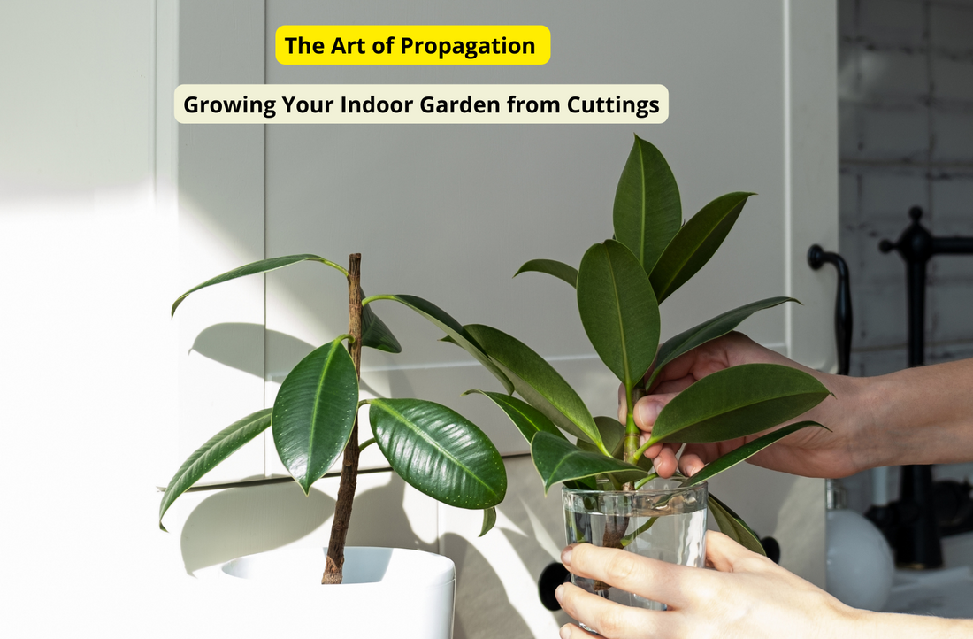 The Art of Propagation: Growing Your Indoor Garden from Cuttings
