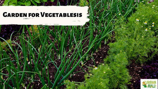 Garden for Vegetables