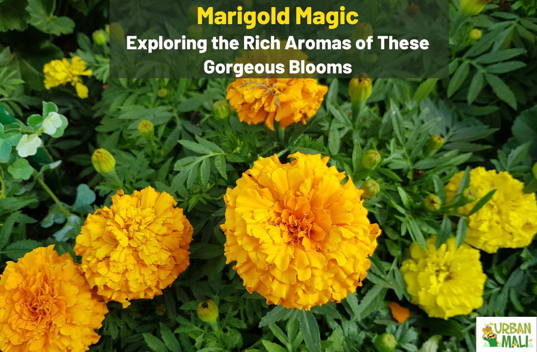 Marigold Magic: Exploring the Rich Aromas of These Gorgeous Blooms