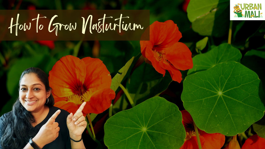 How to Grow Nasturtium