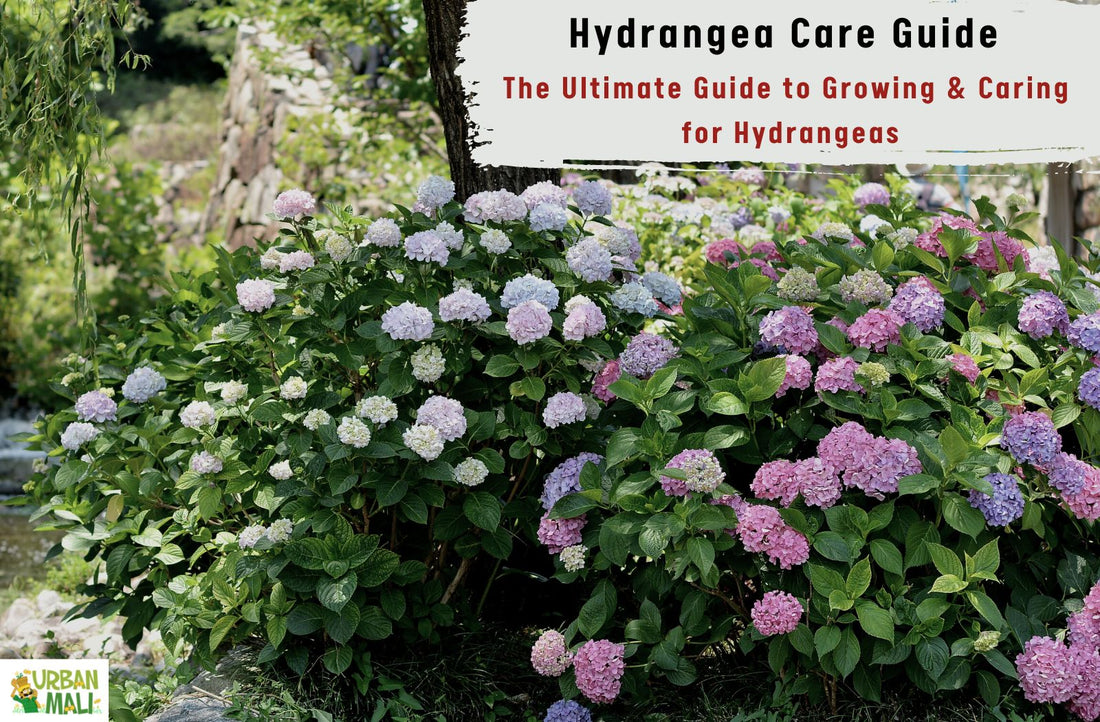 Hydrangea Care Guide: The Ultimate Guide to Growing & Caring for Hydrangeas