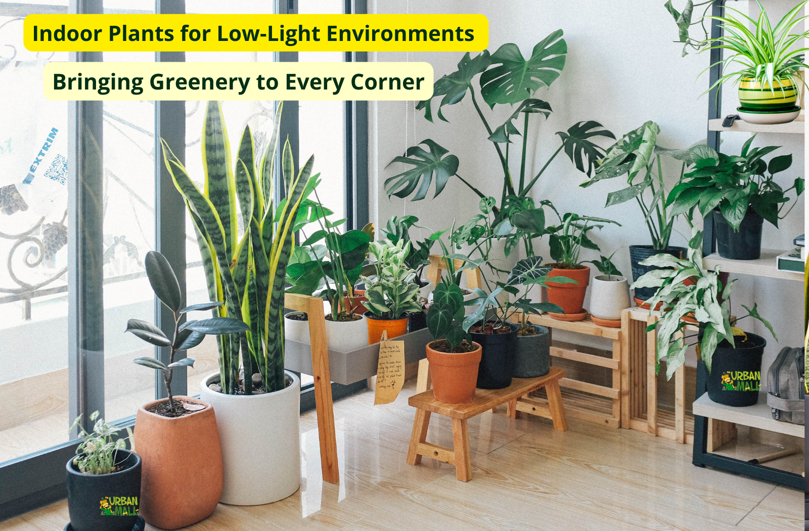 Indoor Plants for Low-Light Environments: Bringing Greenery to Every Corner