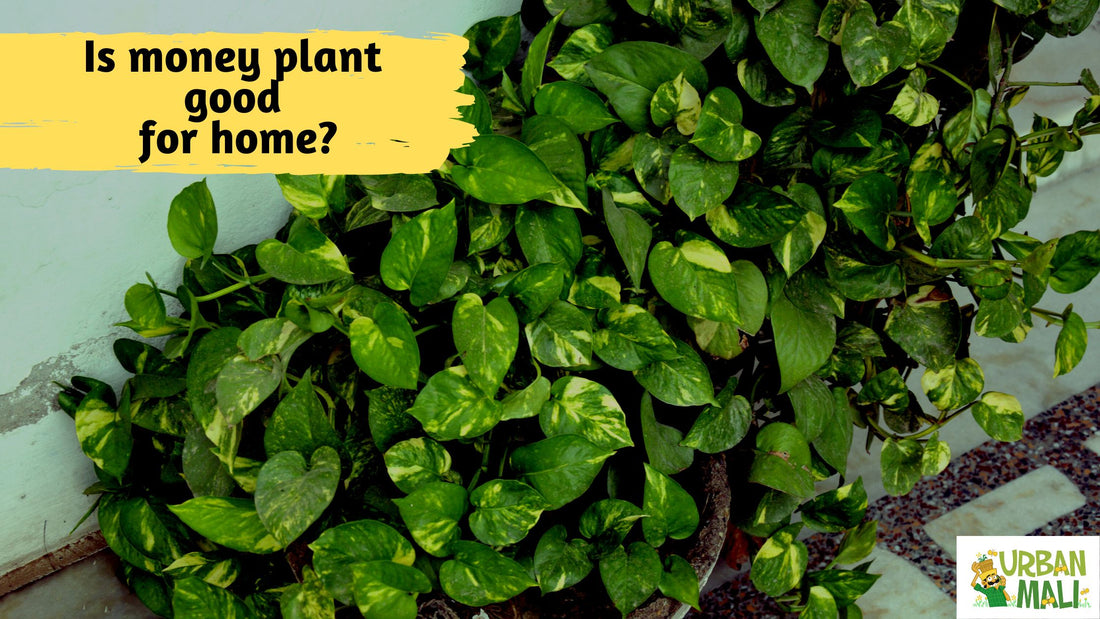 Is money plant good for home?