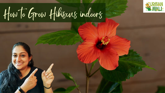 How to Grow Hibiscus indoors