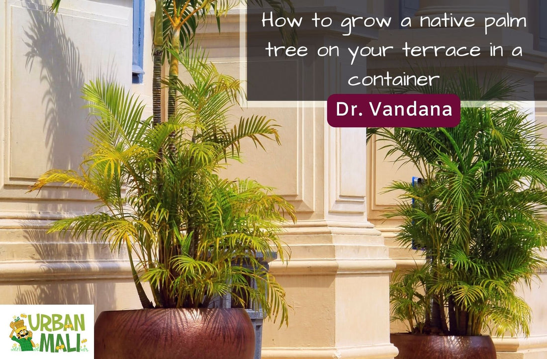 How to grow a native palm tree on your terrace in a container