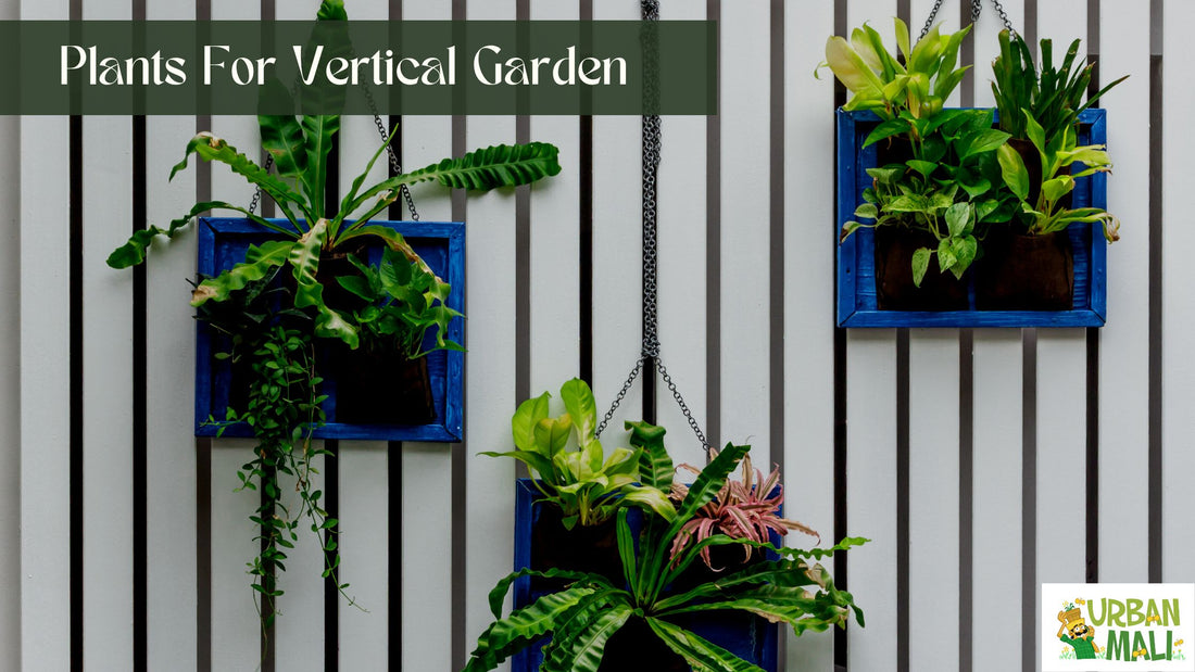 Plants For Vertical Garden