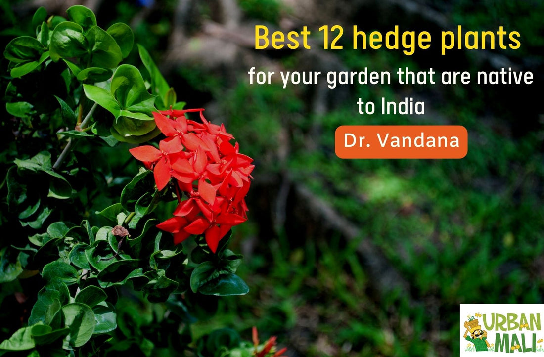 Best 12 hedge plants for your garden that are native to India