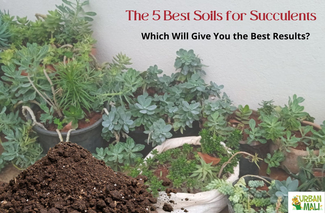 The 5 Best Soils for Succulents: Which Will Give You the Best Results?