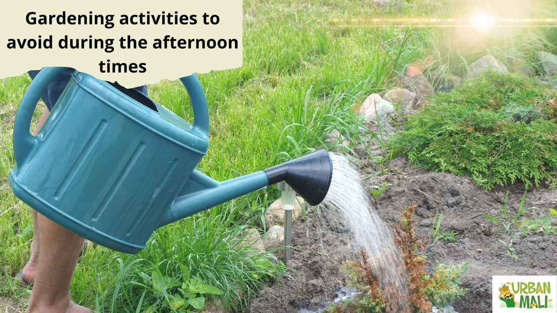 Gardening activities to avoid during the afternoon times