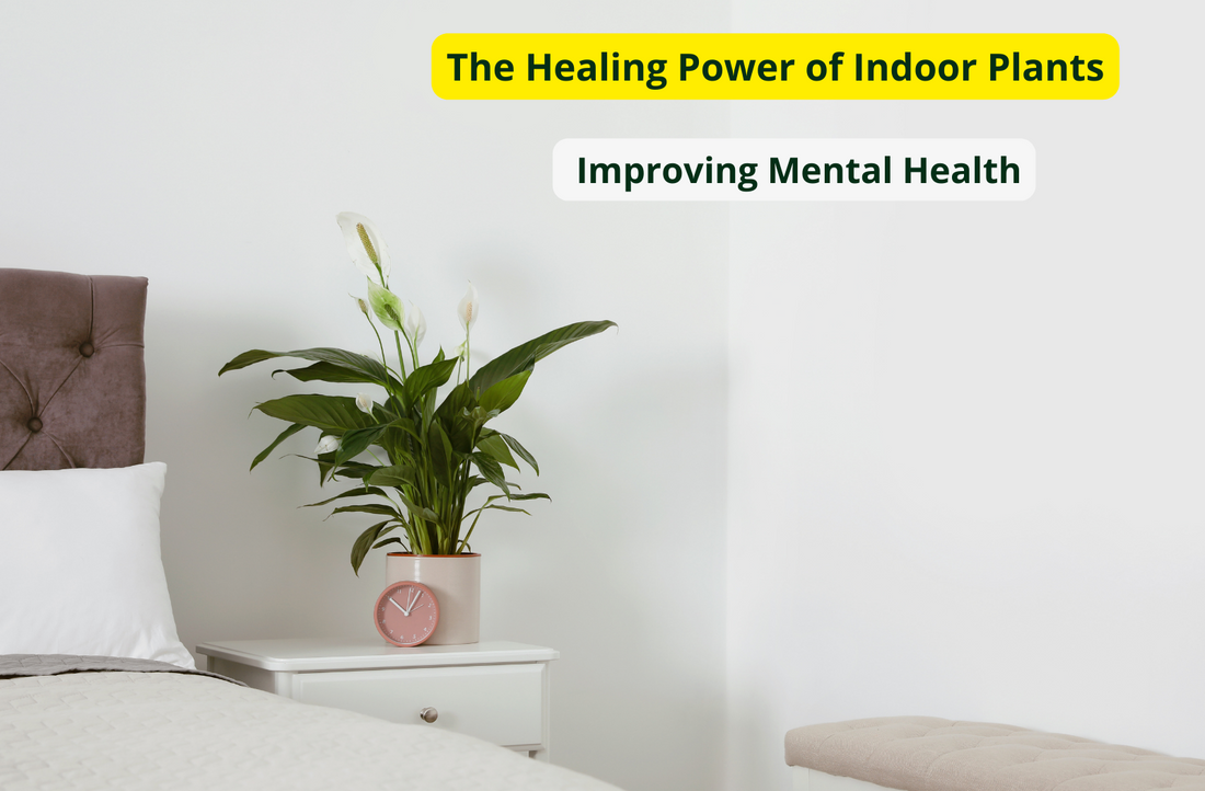 The Healing Power of Indoor Plants: Improving Mental Health