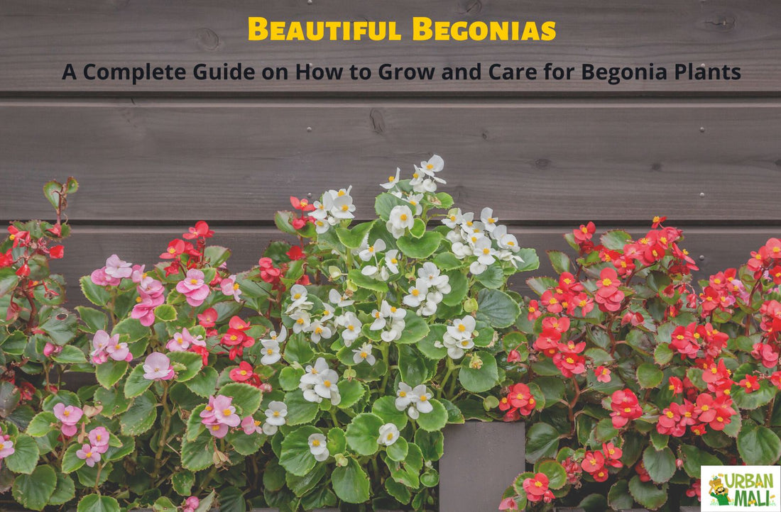 Beautiful Begonias: A Complete Guide on How to Grow and Care for Begonia Plants