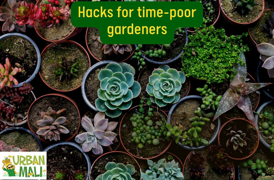 Hacks for time-poor gardeners
