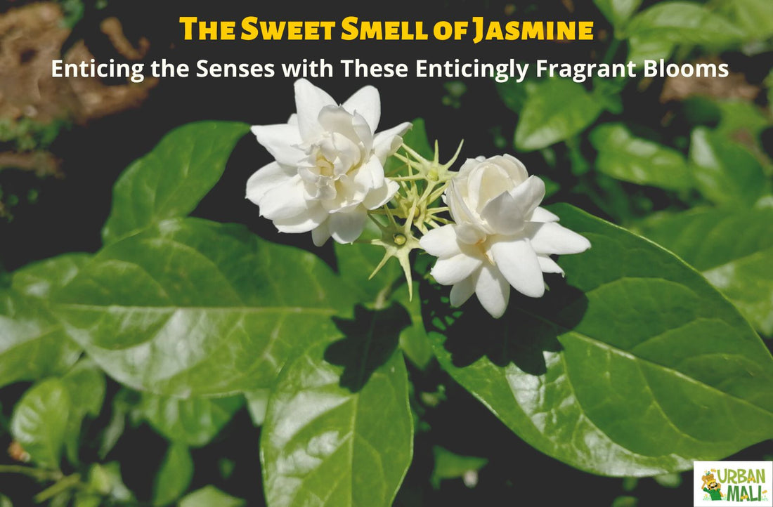 The Sweet Smell of Jasmine: Enticing the Senses with These Enticingly Fragrant Blooms