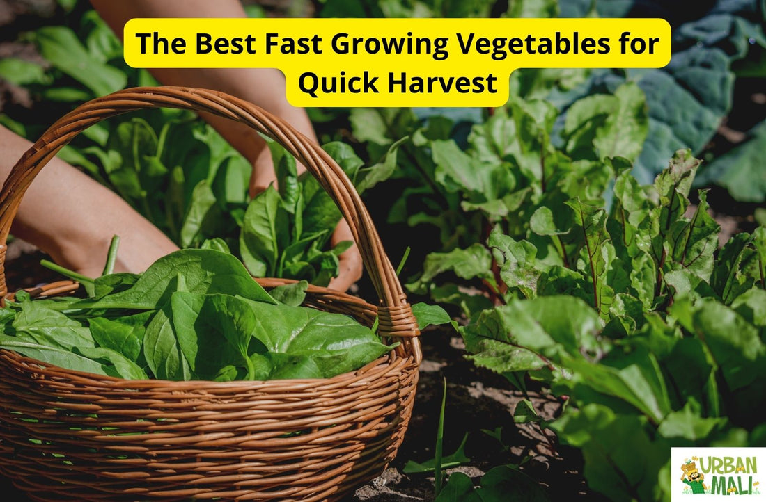 The Best Fast Growing Vegetables for Quick Harvest