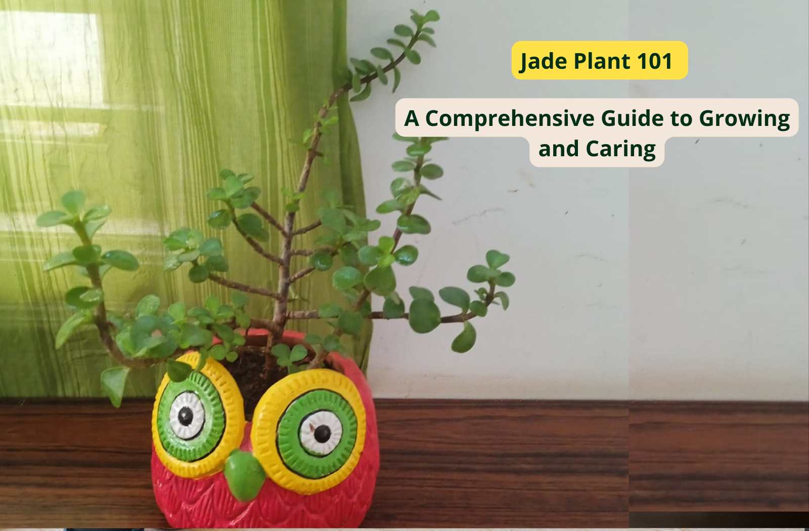 Jade Plant 101: A Comprehensive Guide to Growing and Caring
