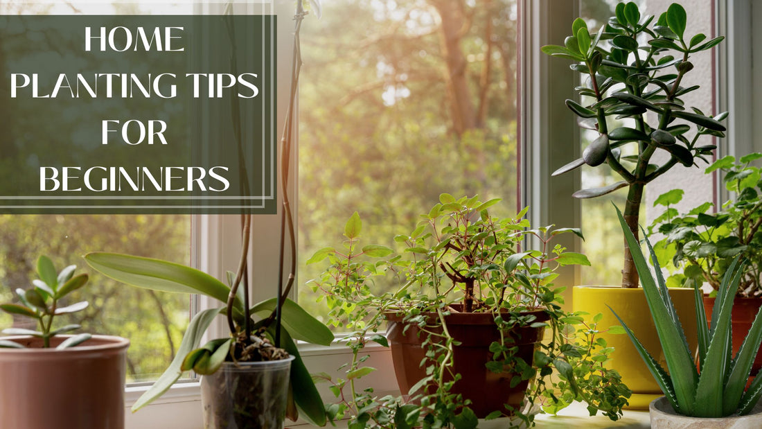 17 Home Planting Tips for Beginners in Bangalore