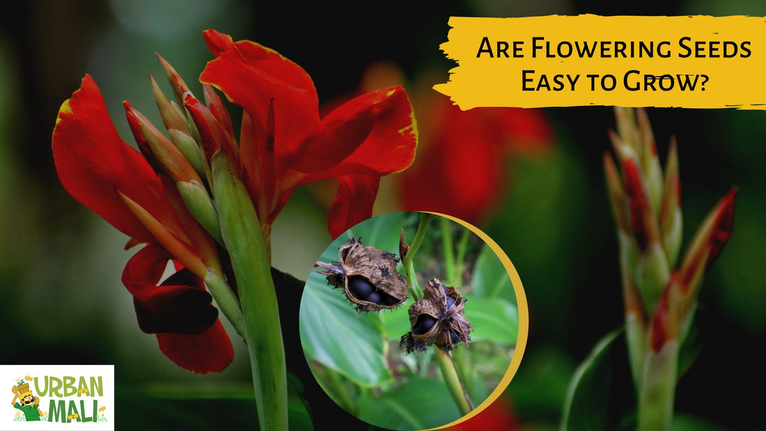 Are Flowering Seeds Easy to Grow?