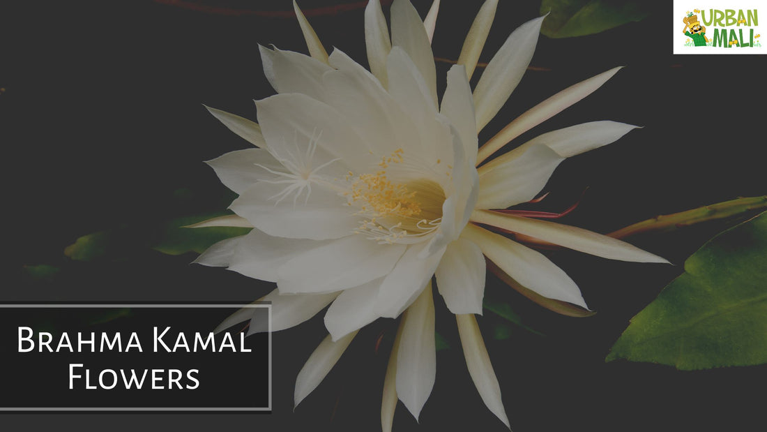 Brahma Kamal Flowers
