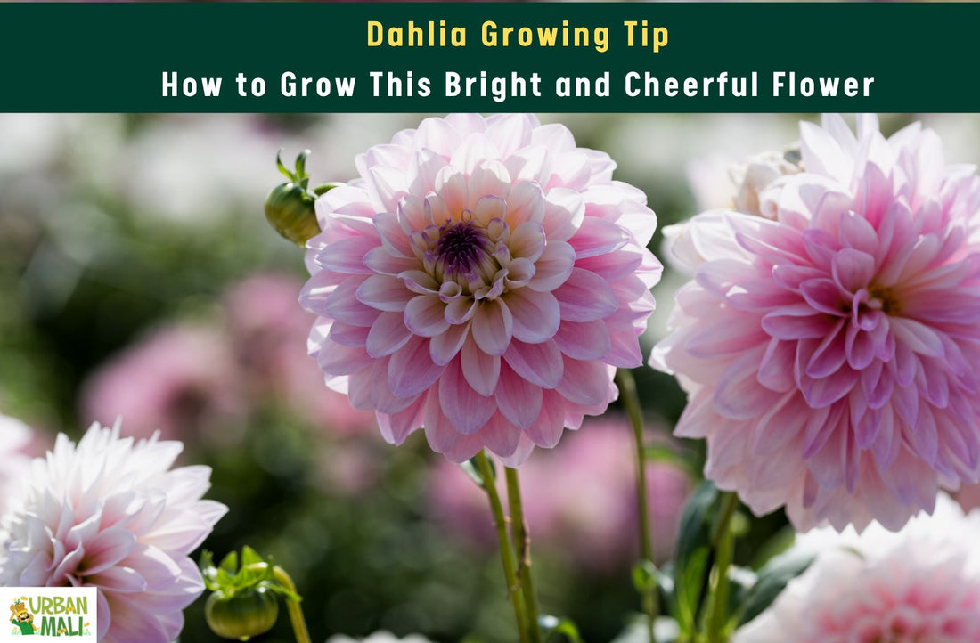 Dahlia Growing Tips: How to Grow This Bright and Cheerful Flower