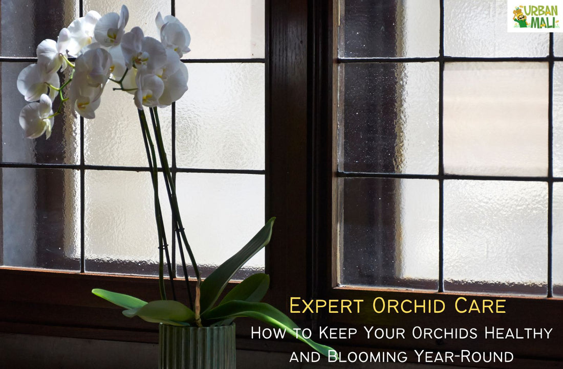 Expert Orchid Care: How to Keep Your Orchids Healthy and Blooming Year-Round
