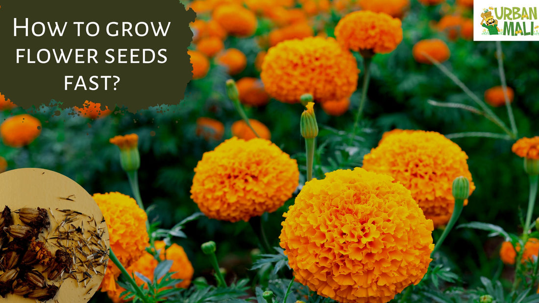 How to grow flower seeds fast?