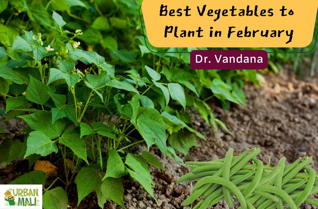 Best Vegetables to Plant in February