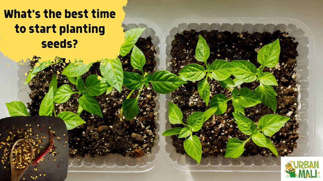 What's the best time to start planting seeds?