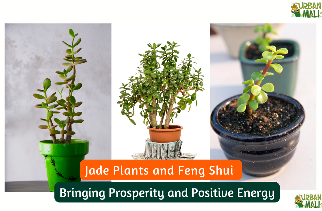 Jade Plants and Feng Shui: Bringing Prosperity and Positive Energy