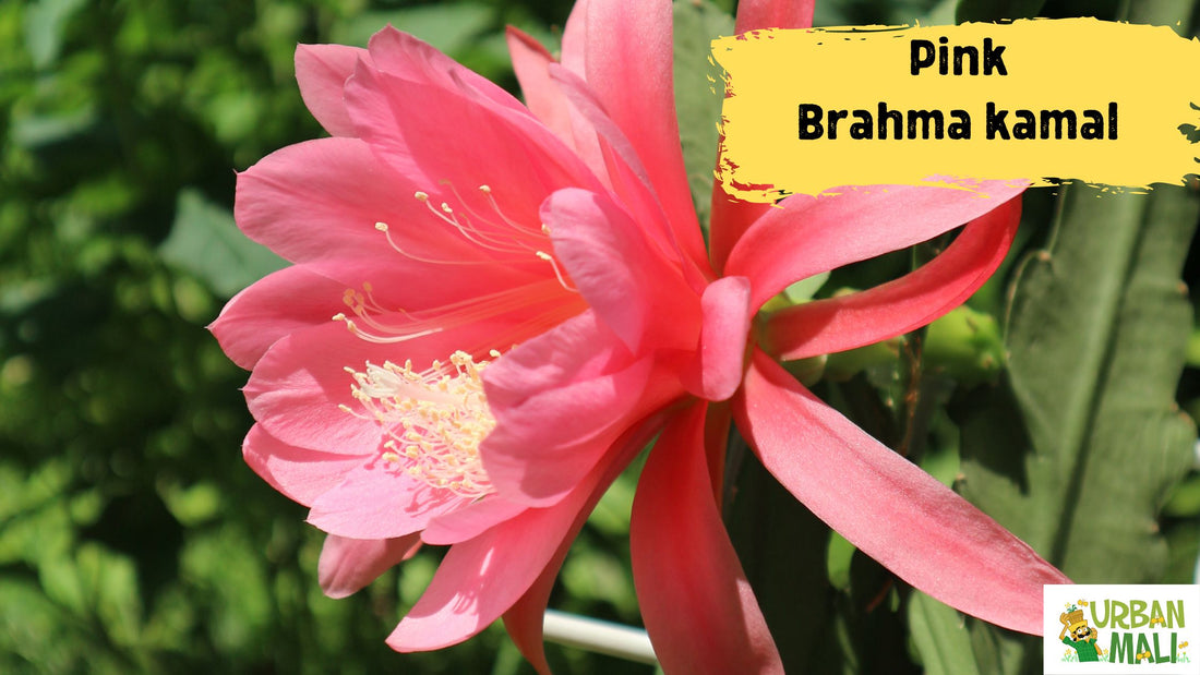 Pink Brahma kamal