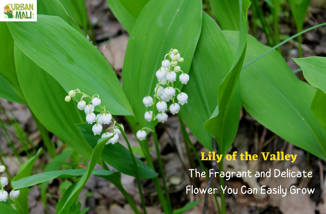 Lily of the Valley: The Fragrant and Delicate Flower You Can Easily Grow