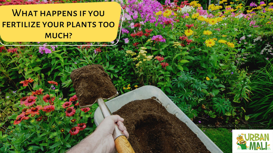 What happens if you fertilize your plants too much?