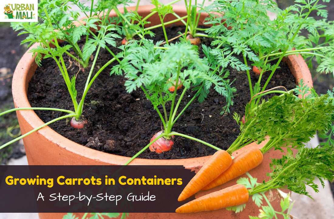 Growing Carrots in Containers: A Step-by-Step Guide
