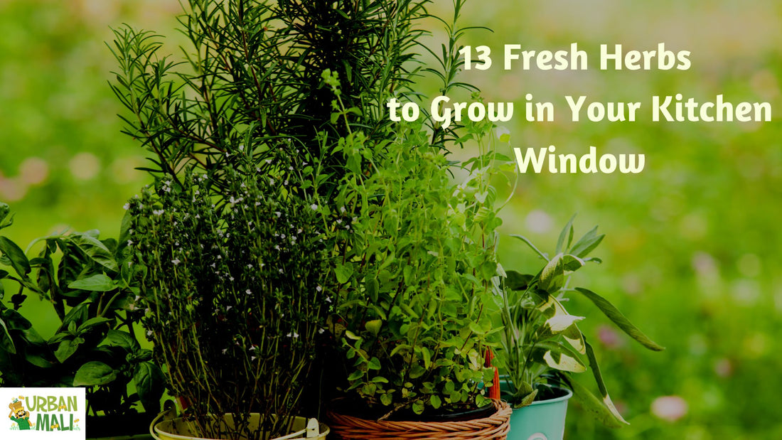 13 Fresh Herbs to Grow in Your Kitchen Window