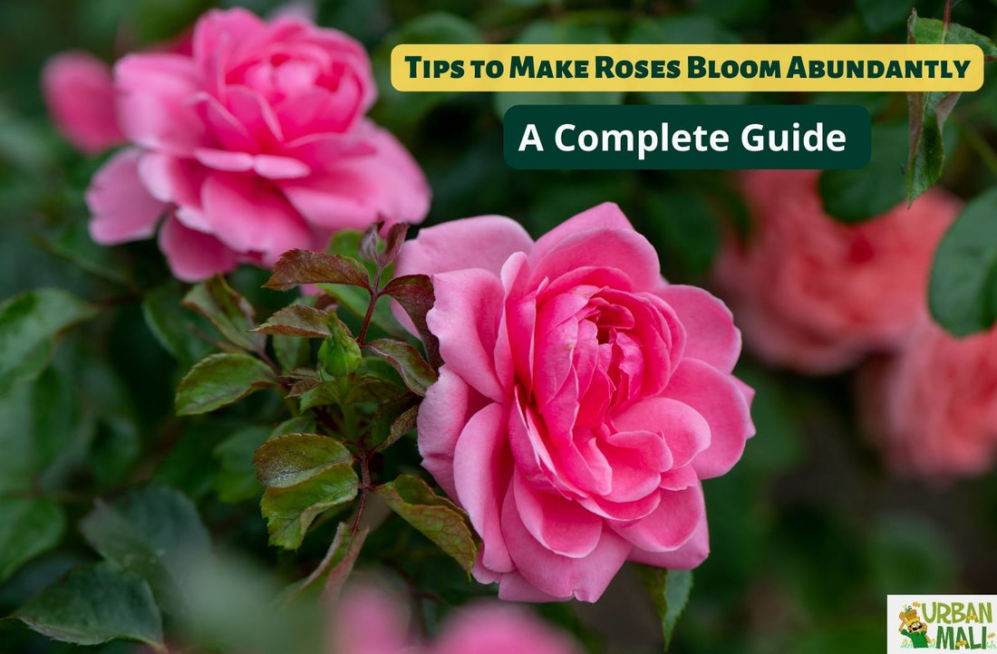 Tips to Make Roses Bloom Abundantly: A Complete Guide