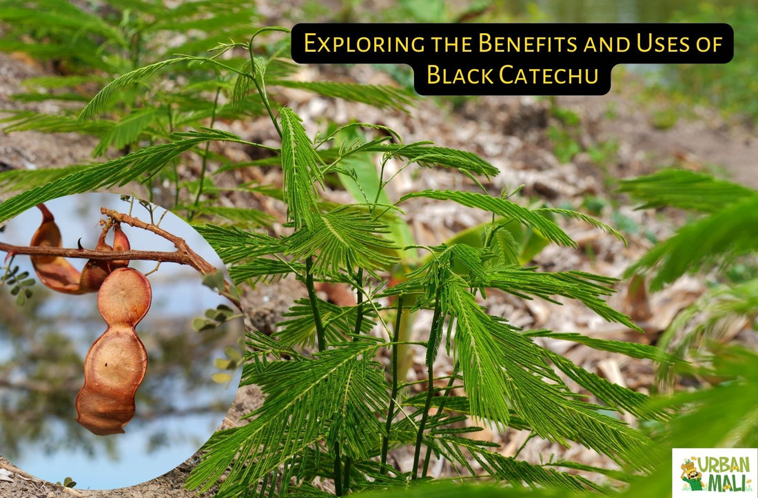 Exploring the Benefits and Uses of Black Catechu