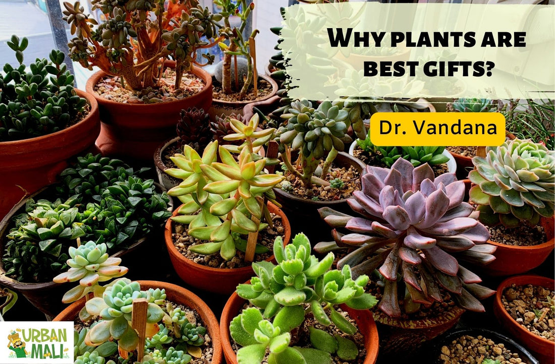 Why plants are best gifts?